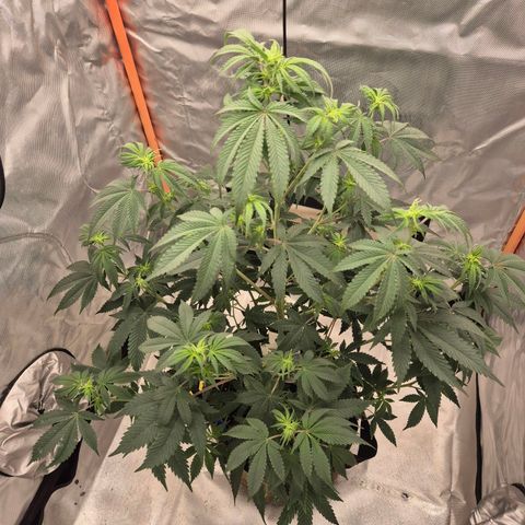 Mimosa evo stecki  🍊🍋🍍 (65-70bt) growlog timeline photo