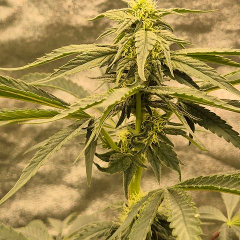 Ice cream cake 🍰 & permanent marker🖊(65-73bt) growlog timeline photo