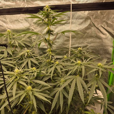 Ice cream cake 🍰 & permanent marker🖊(65-73bt) growlog timeline photo