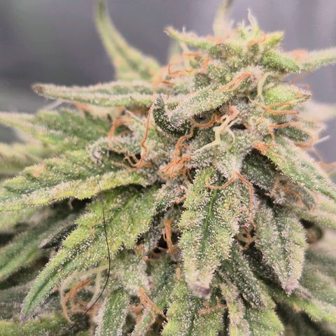 WTF- Königin Mimosa evo 👑👑👑 (65-70bt) growlog timeline photo