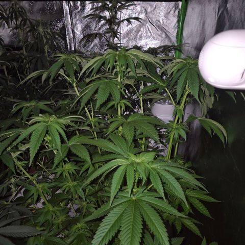 💚Bubba kush 🦝 (56-63 BT) growlog timeline photo