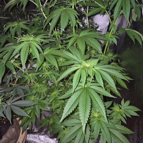 💚Bubba kush 🦝 (56-63 BT) growlog timeline photo