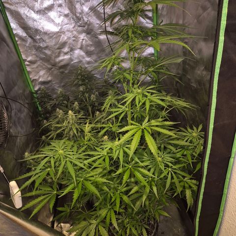 💚CHOCOLOPE 🍫 ☕️auto (56-63 BT) growlog timeline photo