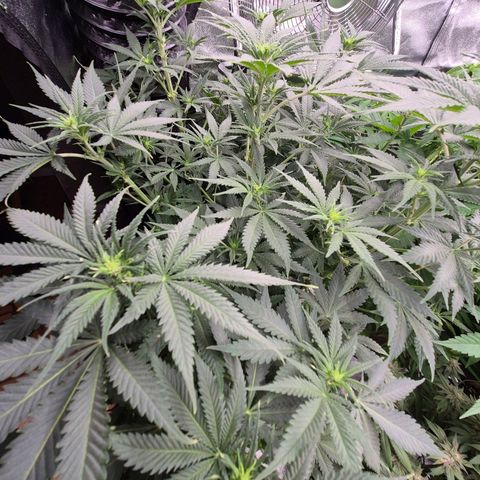 Tangerine dream 🌴 (60-65bt)  growlog timeline photo