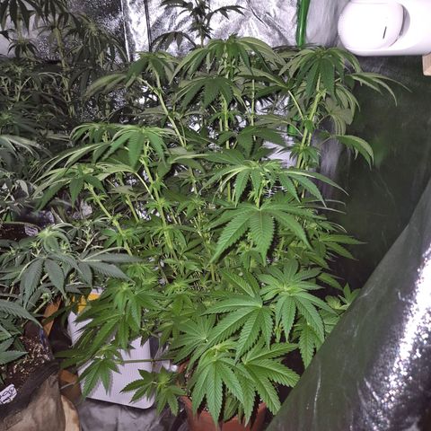 💚Bubba kush 🦝 (56-63 BT) growlog timeline photo