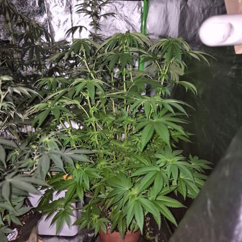 💚Bubba kush 🦝 (56-63 BT) growlog timeline photo