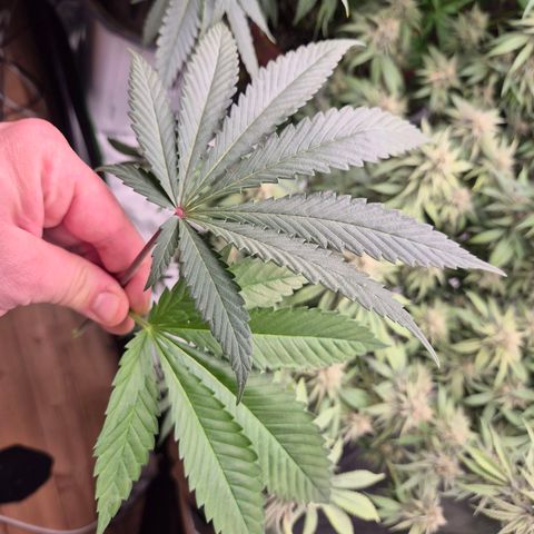ICE 💚🧊 (63-70bt) growlog timeline photo