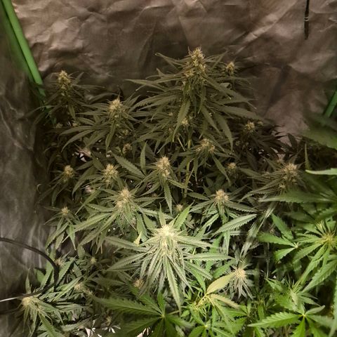 LSD auto (63-70 Tage ab Keimung) growlog timeline photo