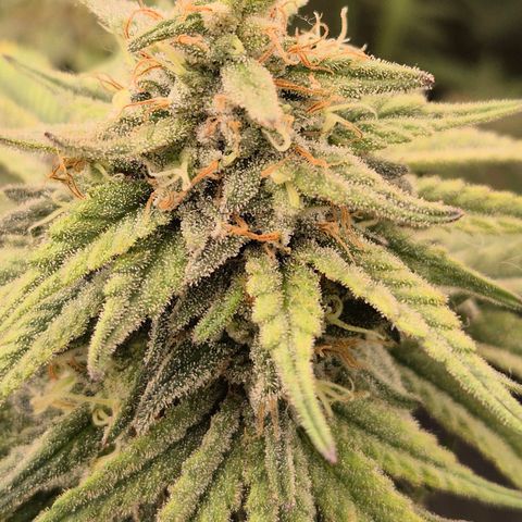 WTF- Königin Mimosa evo 👑👑👑 (65-70bt) growlog timeline photo