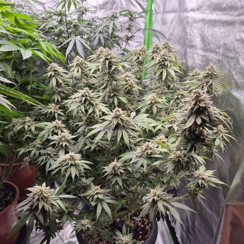 WTF- Königin Mimosa evo 👑👑👑 (65-70bt) growlog timeline photo