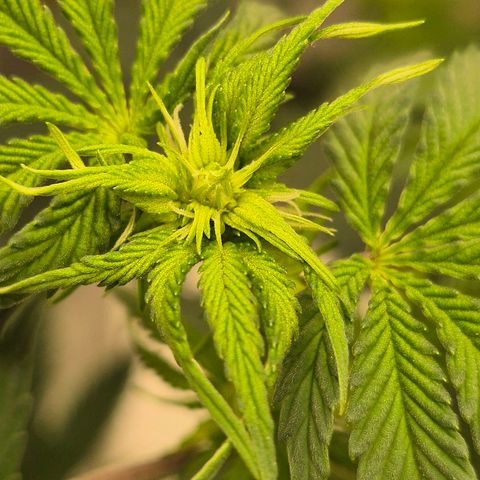 Mimosa evo stecki  🍊🍋🍍 (65-70bt) growlog timeline photo