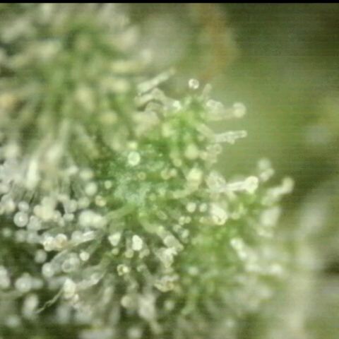 WTF- Königin Mimosa evo 👑👑👑 (65-70bt) growlog timeline photo