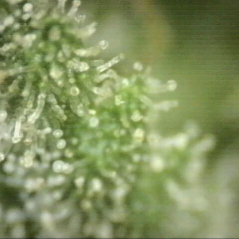 WTF- Königin Mimosa evo 👑👑👑 (65-70bt) growlog timeline photo