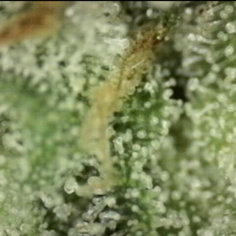 WTF- Königin Mimosa evo 👑👑👑 (65-70bt) growlog timeline photo