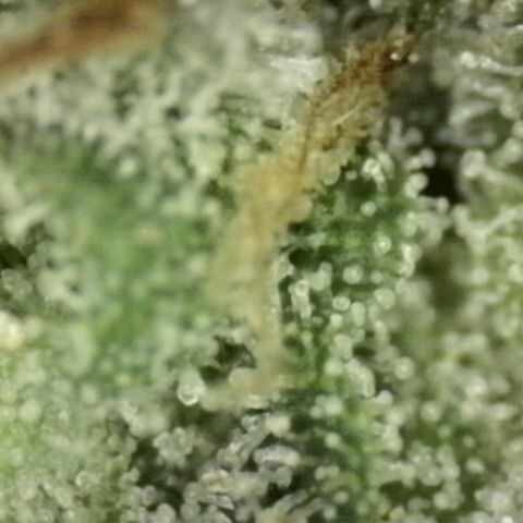 WTF- Königin Mimosa evo 👑👑👑 (65-70bt) growlog timeline photo