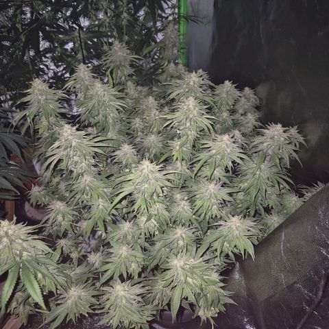 WTF- Königin Mimosa evo 👑👑👑 (65-70bt) growlog timeline photo