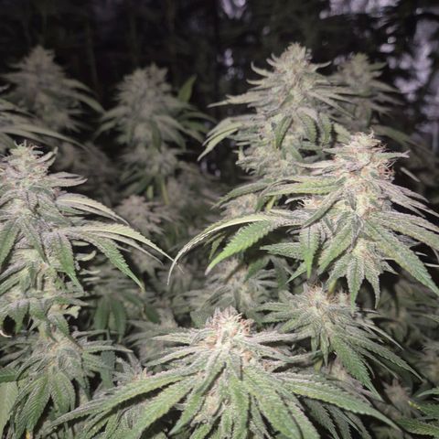 WTF- Königin Mimosa evo 👑👑👑 (65-70bt) growlog timeline photo