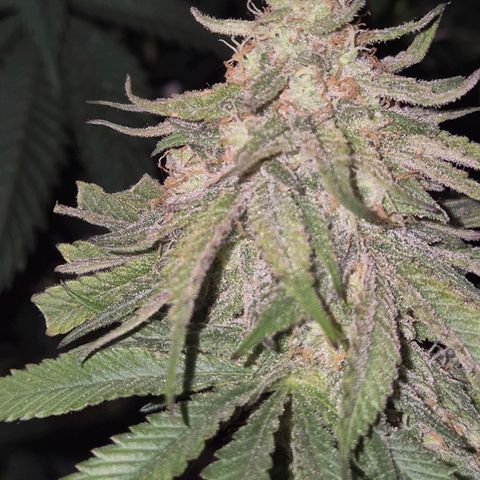 WTF- Königin Mimosa evo 👑👑👑 (65-70bt) growlog timeline photo