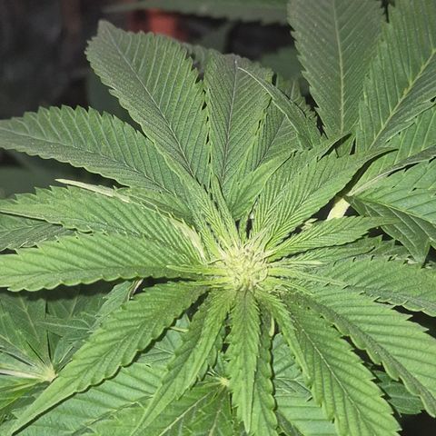 💚Bubba kush 🦝 (56-63 BT) growlog timeline photo