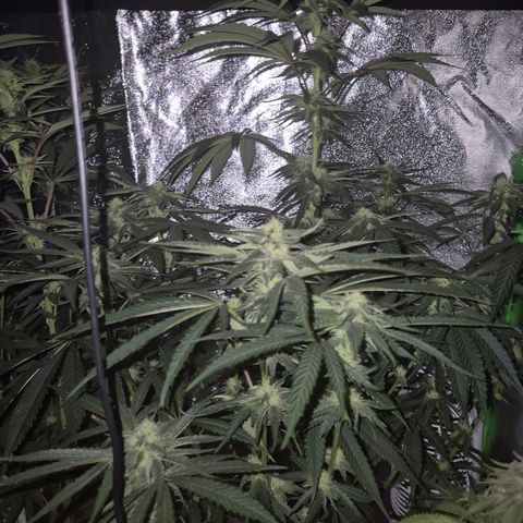 Ice cream cake 🍰 & permanent marker🖊(65-73bt) growlog timeline photo