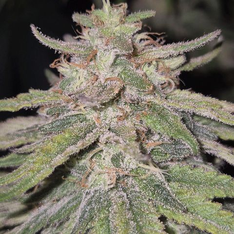 WTF- Königin Mimosa evo 👑👑👑 (65-70bt) growlog timeline photo