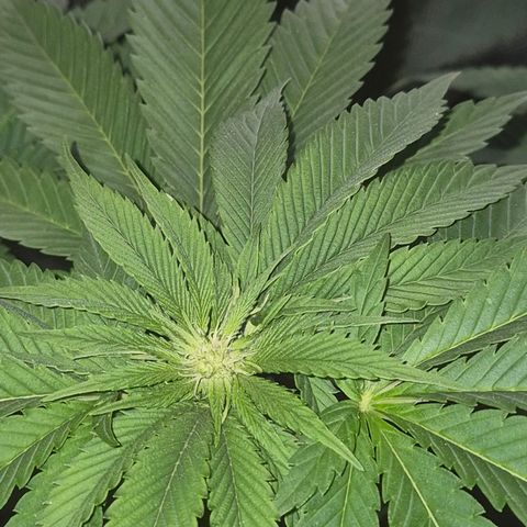 💚Bubba kush 🦝 (56-63 BT) growlog timeline photo