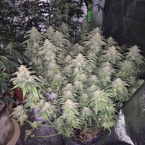 WTF- Königin Mimosa evo 👑👑👑 (65-70bt) growlog timeline photo