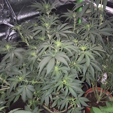 Tangerine dream 🌴 (60-65bt)  growlog timeline photo