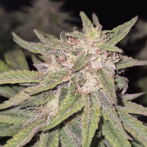 WTF- Königin Mimosa evo 👑👑👑 (65-70bt) growlog timeline photo