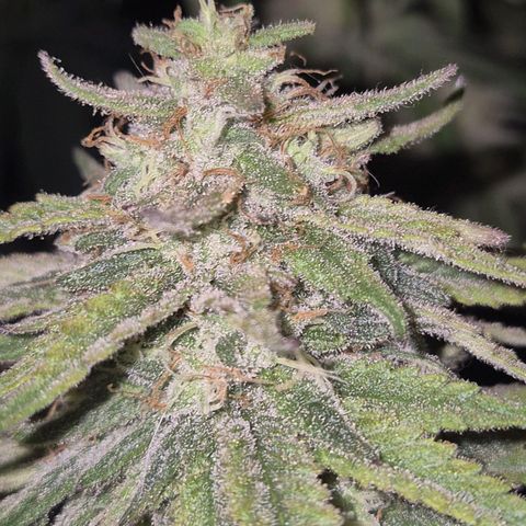 WTF- Königin Mimosa evo 👑👑👑 (65-70bt) growlog timeline photo