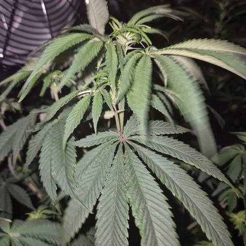 Mimosa evo stecki  🍊🍋🍍 (65-70bt) growlog timeline photo