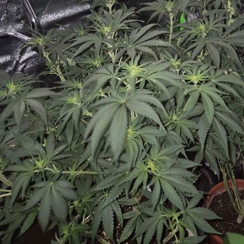 Tangerine dream 🌴 (60-65bt)  growlog timeline photo