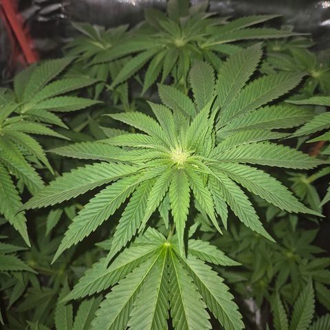 💚Bubba kush 🦝 (56-63 BT) growlog timeline photo