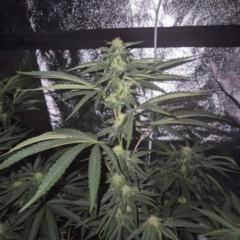 Ice cream cake 🍰 & permanent marker🖊(65-73bt) growlog timeline photo