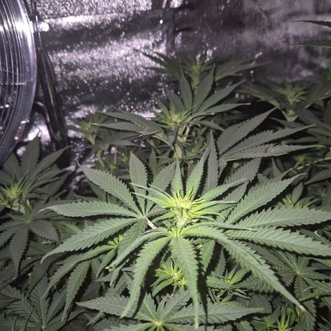 Tangerine dream 🌴 (60-65bt)  growlog timeline photo