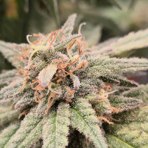 WTF- Königin Mimosa evo 👑👑👑 (65-70bt) growlog timeline photo