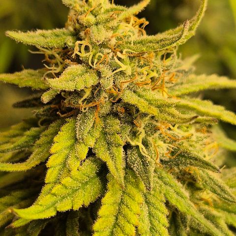WTF- Königin Mimosa evo 👑👑👑 (65-70bt) growlog timeline photo