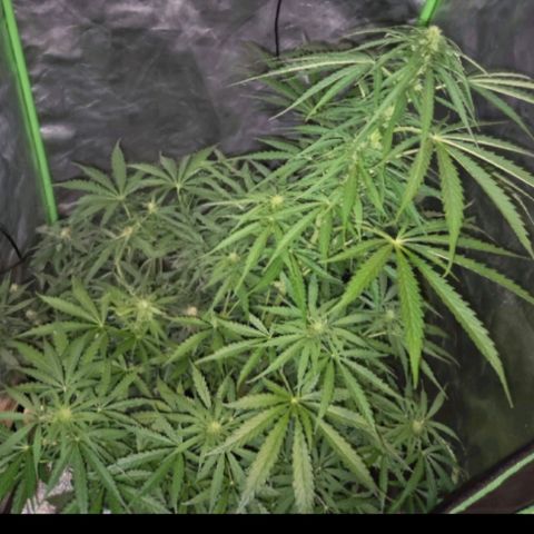 💚CHOCOLOPE 🍫 ☕️auto (56-63 BT) growlog timeline photo