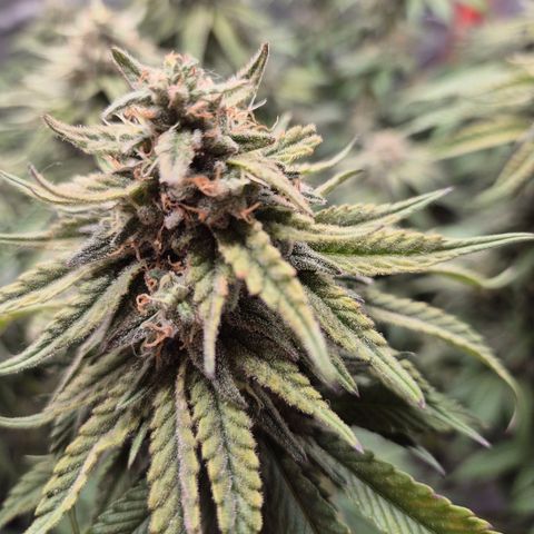 WTF- Königin Mimosa evo 👑👑👑 (65-70bt) growlog timeline photo