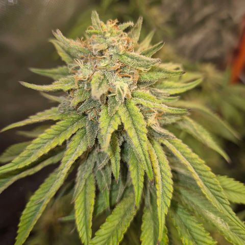 WTF- Königin Mimosa evo 👑👑👑 (65-70bt) growlog timeline photo