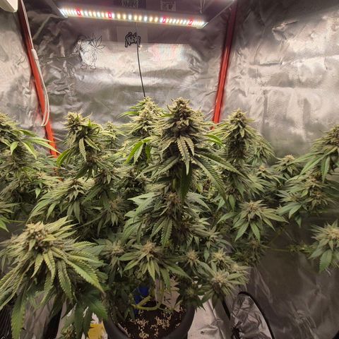 WTF- Königin Mimosa evo 👑👑👑 (65-70bt) growlog timeline photo