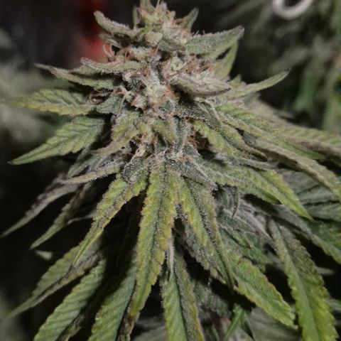 WTF- Königin Mimosa evo 👑👑👑 (65-70bt) growlog timeline photo
