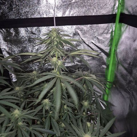 Ice cream cake 🍰 & permanent marker🖊(65-73bt) growlog timeline photo