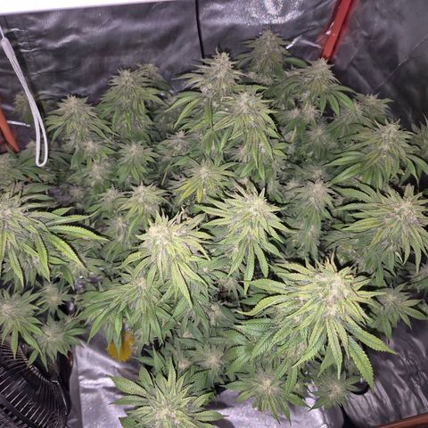 WTF- Königin Mimosa evo 👑👑👑 (65-70bt) growlog timeline photo