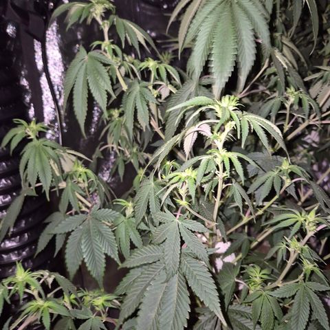 Mimosa evo stecki  🍊🍋🍍 (65-70bt) growlog timeline photo