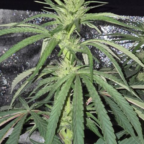 ICE 💚🧊 (63-70bt) growlog timeline photo