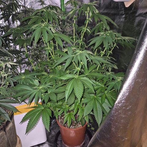 💚Bubba kush 🦝 (56-63 BT) growlog timeline photo
