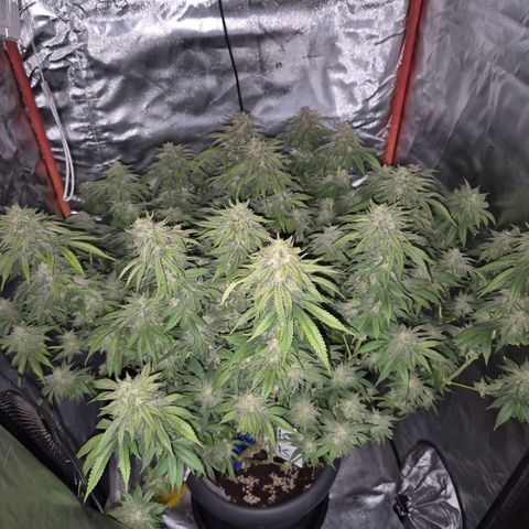 WTF- Königin Mimosa evo 👑👑👑 (65-70bt) growlog timeline photo
