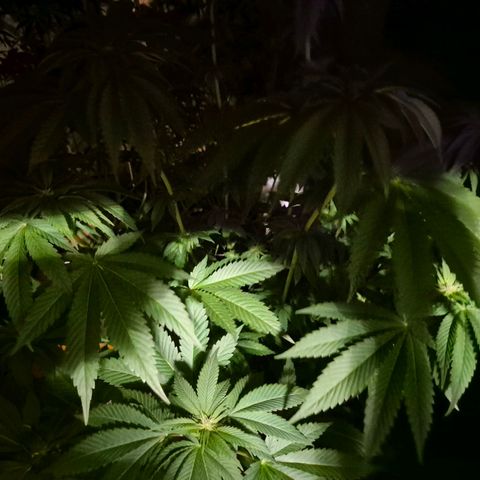 💚Bubba kush 🦝 (56-63 BT) growlog timeline photo