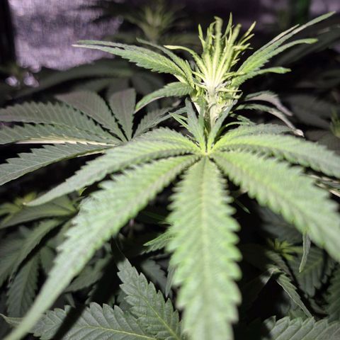 Tangerine dream 🌴 (60-65bt)  growlog timeline photo